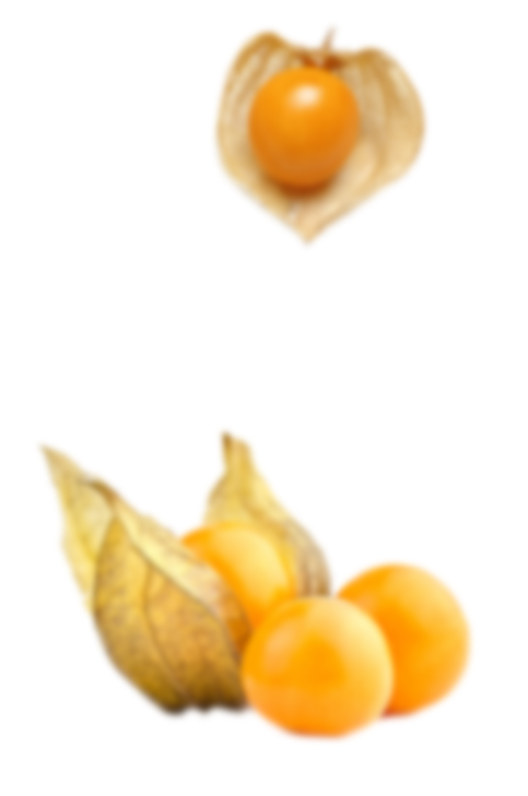 Physalis background